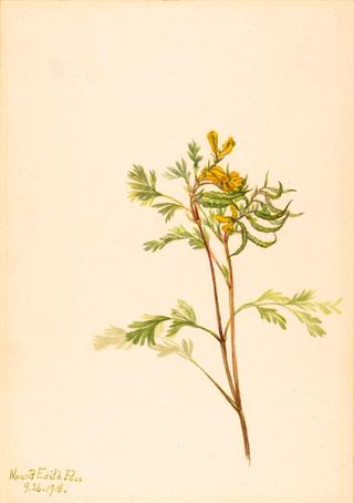 Capnoides aureum