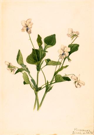 Cream Violet (Viola striata)