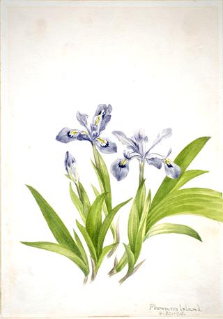 Crested Iris (Iris cristata)