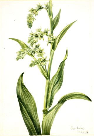 Green Bear Cabbage (Veratrum viride)