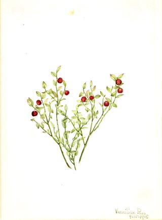 Grouse Whortleberry (Vaccinium scoparium)