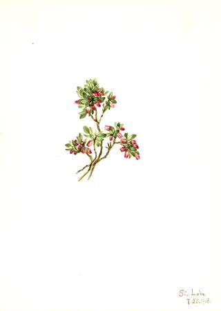 Low Whortleberry (Vaccinium caespitosum)