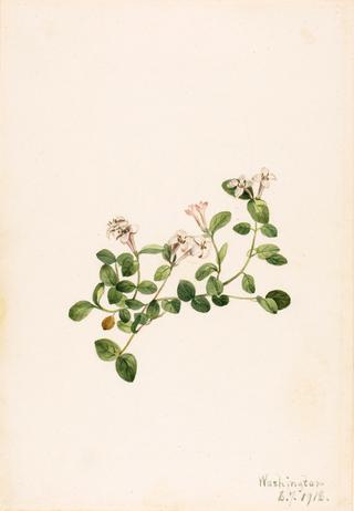 Partridgeberry (Mitchella repena)