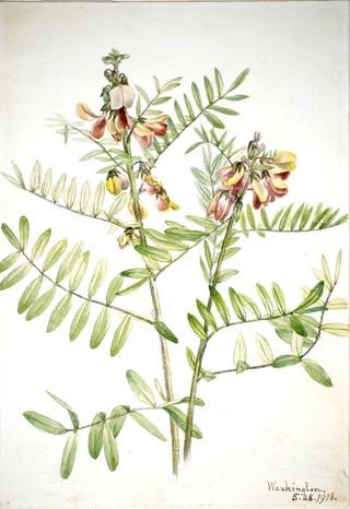 Rabbitbean (Cracca virginiana)