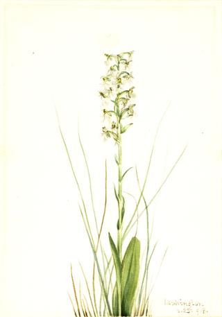 Ragged Fringe-orchid (Habenaria lacera)