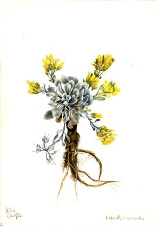 Double Bladderpod (Physaria didymocarpa)