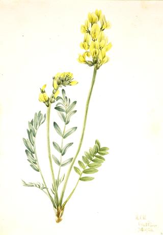 False Locoweed (Oxytropia gracilis)