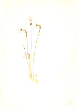 Ghostpipe (Thalesia uniflora)