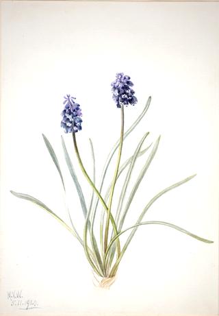 Grape Hyacinth (Muscari racemosum)