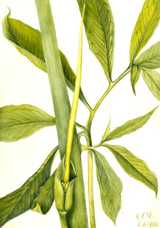 Greendragon (Arisaema dracontium)