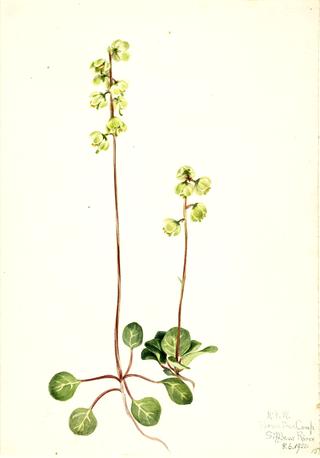 Green Pyrola (Pyrola chlorantha)