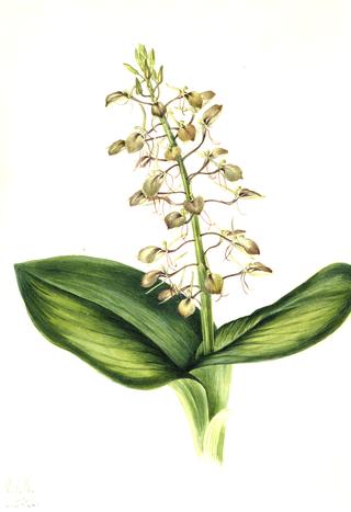 Lily Twayblade (Liparis liliifolia)