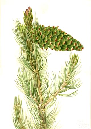 Limber Pine (Pinus flexilis)