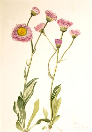 Meadow Fleabane (Erigeron speciosus)