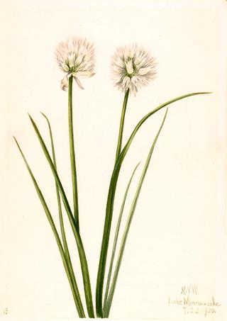 Northern Onion (Allium sibiricum)