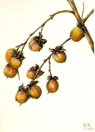 Persimmon (Diospyros virginiana)