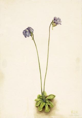 Purple Butterwort (Pinguicula elatior)