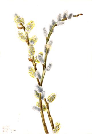 Pussy Willow (Salix discolor)