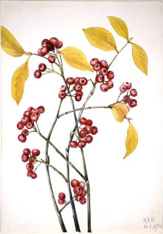 Red Chokeberry (Aronia arbutifolia)