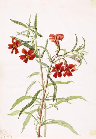 Red Monkeyflower (Diplaucus puniceus)