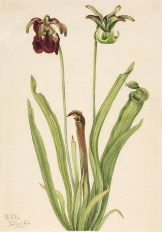 Sweet Pitcherplant (Sarracenia rubra)