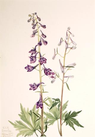 Tall Larkspur (Delphinium elongatum)