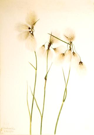 Tassel Cottongrass (Eriophorum angustifolium)