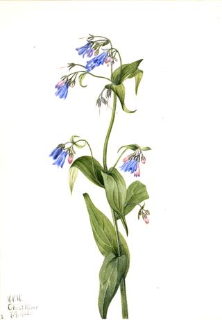 Western Bluebells (Mertensia paniculata)