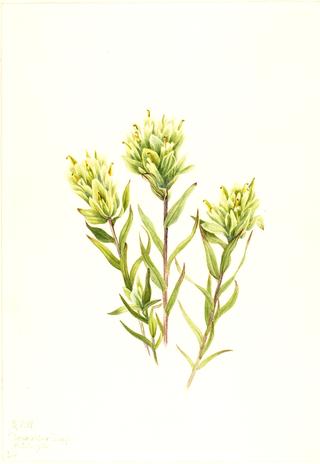 White Indian Paintbrush (Castilleja occidentalis)