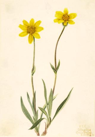 Woolly Arnica (Arnica tomentosa)