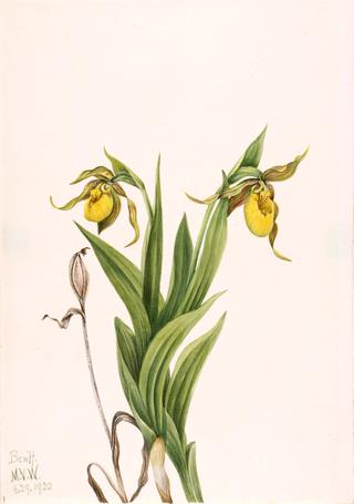 Yellow Lady's Slipper (Cypripedium parviflorum)