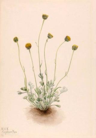 Cut Leaf Fleabane (Erigeron compositus nudus)