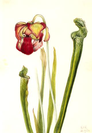 Drummond Pitcherplant (Sarracenia drummondii)