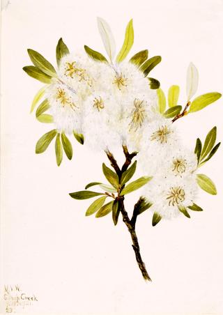 Drummond Willow (Salix drummondiana)