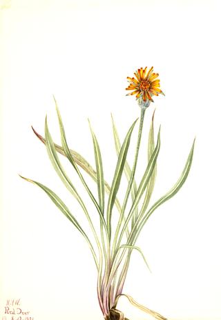 False Dandelion (Agoseris aurantiaca)