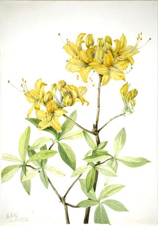 Flame Azalea (Azalea lutea)