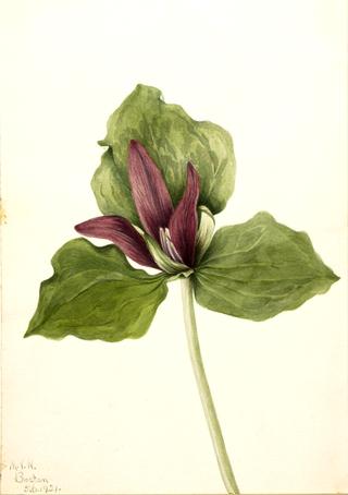 Giant Trillium (Trillium chloropetalum)