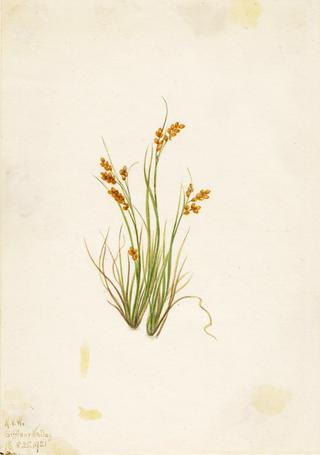 Golden Sedge (Carex aurea)