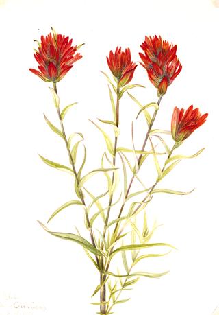 Giant Red Paintbrush (Castilleja miniata)