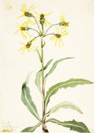 Mourning Groundsel (Senecio lugens)