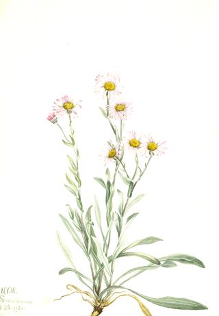 Pink Fleabane (Erigeron caespitosus)