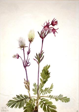 Prairie-Smoke (Sieversia ciliata)