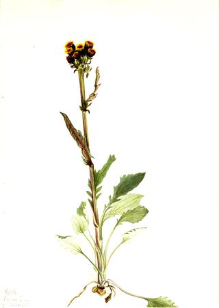 Rayless Groundsel (Senecio pauciflorus)