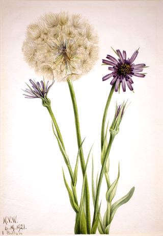 Salsify (Tragopogon porrifolius)