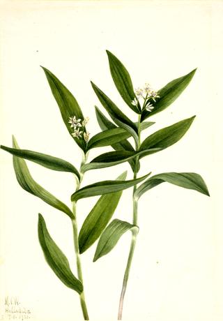 Star Solomonplume (Vagnera stellata)