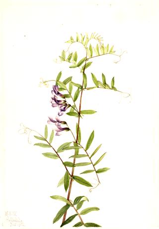 American Vetch (Vicia americana)