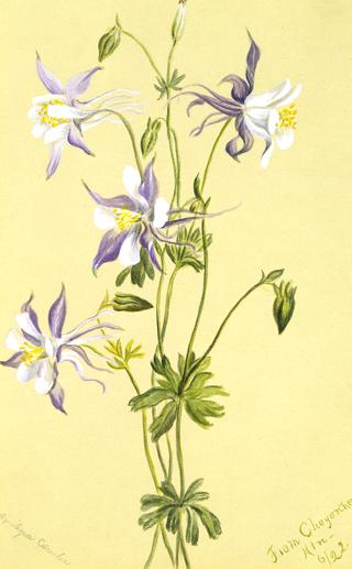 Blue Columbine (Aquilegia caerulea)