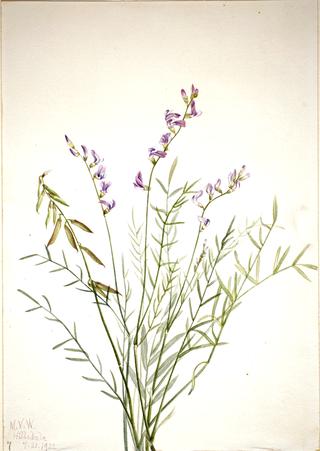 Burgess Milkvetch (Astragalus bourgovii)