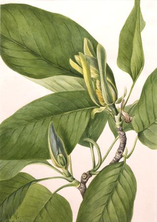 Cucumbertree (Magnolia acuminata)