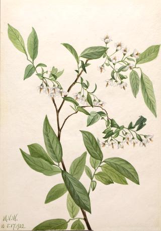 Deerberry (Polycodium stamineum)